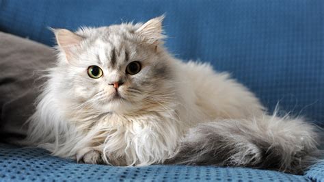 The 15 Best Cat.